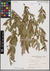 Foto von Salix excelsa S. G. Gmel.